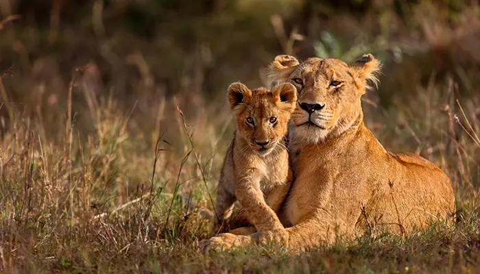 پارک ملی کروگر پارک ملی کروگر